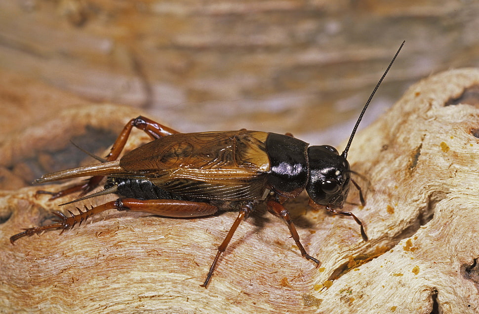 brown and black pinhead cricket on stone HD wallpaper